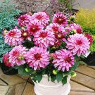 50 Pcs Pink Red Dahlia Flower Seeds