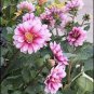50 Pcs Pink Red Dahlia Flower Seeds