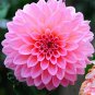 50 Pcs Pink Red Dahlia Flower Seeds