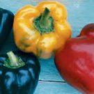 30 Pcs Sweet Bell Pepper Mixed Seeds 30 Pcs Sweet Bell Pepper Mixed Seeds