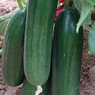 50 Pcs Fruit Cucumber Eaten Raw Vegetable Seeds 50 Pcs Fruit Cucumber Eaten Raw Vegetable Seeds