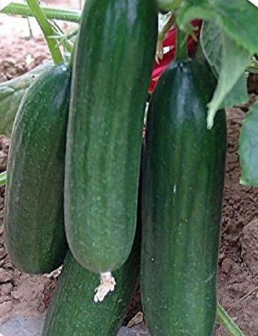 50 Pcs Fruit Cucumber Eaten Raw Vegetable Seeds