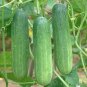 50 Pcs Fruit Cucumber Eaten Raw Vegetable Seeds