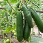 50 Pcs Fruit Cucumber Eaten Raw Vegetable Seeds