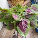 200 Pcs Edible Amaranth Bi-color Vegetable Seeds