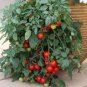 100 Pcs Tumbling Red Yellow Tomato Seeds