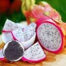 100 Pcs Dragon Fruit Pitaya Red (White, Yellow) Organic Seeds