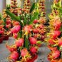 100 Pcs Dragon Fruit Pitaya Red (White, Yellow) Organic Seeds