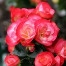 30 Pcs Begonia Semper Bonsai Flower Seeds