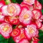 30 Pcs Begonia Semper Bonsai Flower Seeds