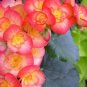 30 Pcs Begonia Semper Bonsai Flower Seeds