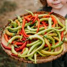 50 Pcs Sweet Pepper Corbaci - Turkish Heirloom Seeds 50 Pcs Sweet Pepper Corbaci - Turkish Heirloom Seeds