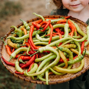 50 Pcs Sweet Pepper Corbaci - Turkish Heirloom Seeds