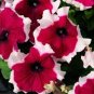 200 Pcs Petunia Celebrity Burgundy Frost Annual Seeds