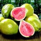 20 Pcs Apple Guava (Psidium Guajava) Seeds 20 Pcs Apple Guava (Psidium Guajava) Seeds