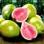 20 Pcs Apple Guava (Psidium Guajava) Seeds