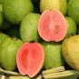 20 Pcs Apple Guava (Psidium Guajava) Seeds