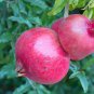 20 Pcs Giant Pomegranate Seeds