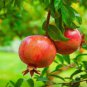 20 Pcs Giant Pomegranate Seeds