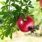 20 Pcs Giant Pomegranate Seeds