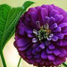 50 Pcs Rare Zinnia Seeds giant youth-and-old-age 50 Pcs Rare Zinnia Seeds giant youth-and-old-age