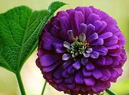 50 Pcs Rare Zinnia Seeds giant youth-and-old-age