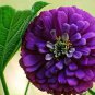50 Pcs Rare Zinnia Seeds giant youth-and-old-age