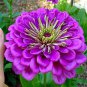 50 Pcs Rare Zinnia Seeds giant youth-and-old-age