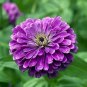 50 Pcs Rare Zinnia Seeds giant youth-and-old-age