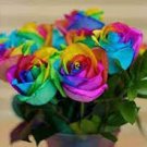 50 Pcs Crazy Rainbow Rose seeds