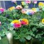 50 Pcs Crazy Rainbow Rose seeds