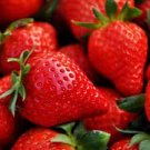 100 Pcs Strawberry Heirloom Imported Seeds