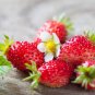 100 Pcs Strawberry Heirloom Imported Seeds
