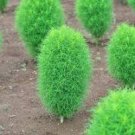 150 Pcs Kochia Scoparia Summer Cypress Annual Plant Seeds