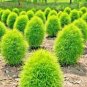 150 Pcs Kochia Scoparia Summer Cypress Annual Plant Seeds