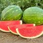 40 Pcs Zhengzha No.5 Big Long Red Watermelon Seeds