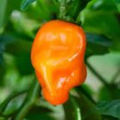 28 Pcs Orange Yellow Habanero Pepper Capsicum Seeds 28 Pcs Orange Yellow Habanero Pepper Capsicum Seeds