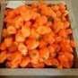 28 Pcs Orange Yellow Habanero Pepper Capsicum Seeds
