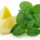 20 Pcs Heirloom Lemon Mint Seeds, Professional Pack 20 Pcs Heirloom Lemon Mint Seeds, Professional Pack