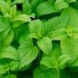 20 Pcs Heirloom Lemon Mint Seeds, Professional Pack