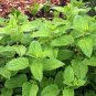 20 Pcs Heirloom Lemon Mint Seeds, Professional Pack