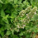 20 Pcs Heirloom Catnip - Plant Catnip Seeds