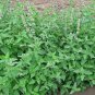 20 Pcs Heirloom Catnip - Plant Catnip Seeds