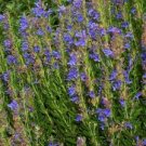 20 Pcs Imported Hyssop - Plant Hyssop Seeds