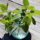20 Pcs Heirloom Lemon Balm Seeds - Melissa officinalis Seeds