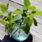 20 Pcs Heirloom Lemon Balm Seeds - Melissa officinalis Seeds