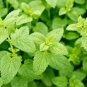 20 Pcs Heirloom Lemon Balm Seeds - Melissa officinalis Seeds