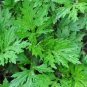 100 Pcs Heriloom Herbs Plant Mugwort Seeds