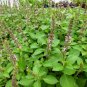 20 Pcs Basil Seeds - Blue Spice
