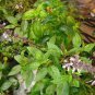 20 Pcs Basil Seeds - Blue Spice
